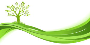 Sapin GREEN